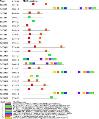 Genome-Wide Identification and Characterization of the Potato IQD Family During Development and Stress